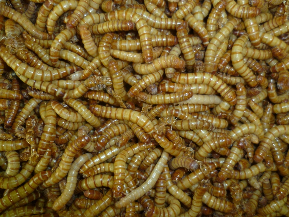 Riesen-Mehlwürmer in der Dose, ca 50g
